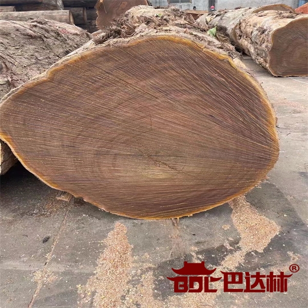 黃(huang)柳桉